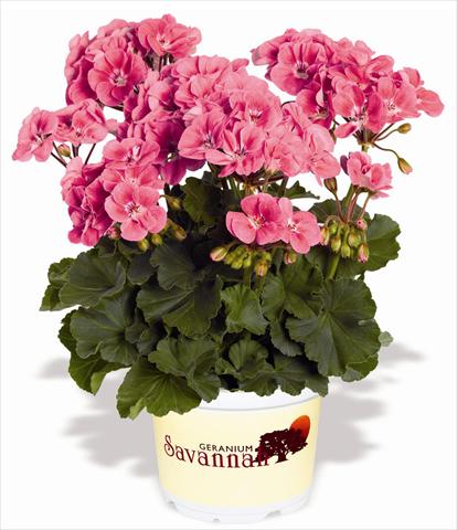 Foto de variedad de flores para ser usadas como: Patio, Maceta Pelargonium zonale RED FOX Savannah Sizzle