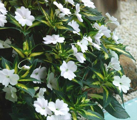 Foto de variedad de flores para ser usadas como: Maceta, planta de temporada, patio Impatiens N. Guinea SunPatiens® Spreading White
