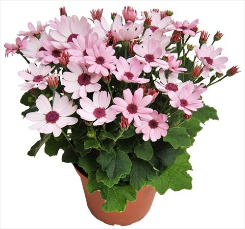 Foto de variedad de flores para ser usadas como: Maceta y planta de temporada Senecium cineraria RED FOX Todaisy Pink