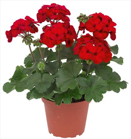 Foto de variedad de flores para ser usadas como: Patio, Maceta Pelargonium interspec. RED FOX Sarita Dark Red