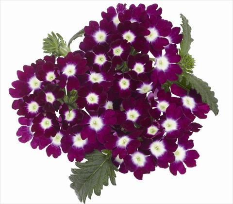 Foto de variedad de flores para ser usadas como: Maceta, patio, Tarrina de colgar Verbena hybrida RED FOX Empress Burgundy Charme