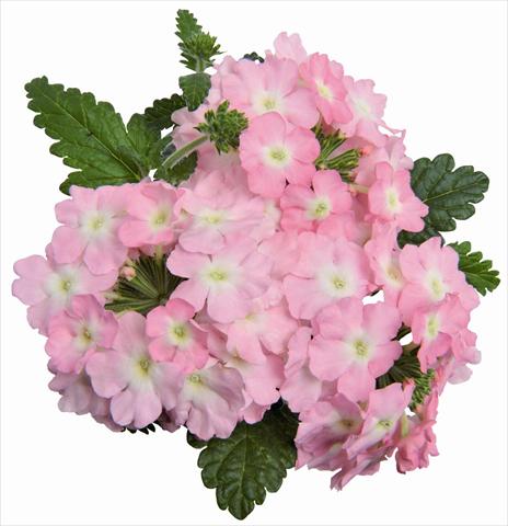 Foto de variedad de flores para ser usadas como: Maceta, patio, Tarrina de colgar Verbena RED FOX Empress Soft Pink Charme