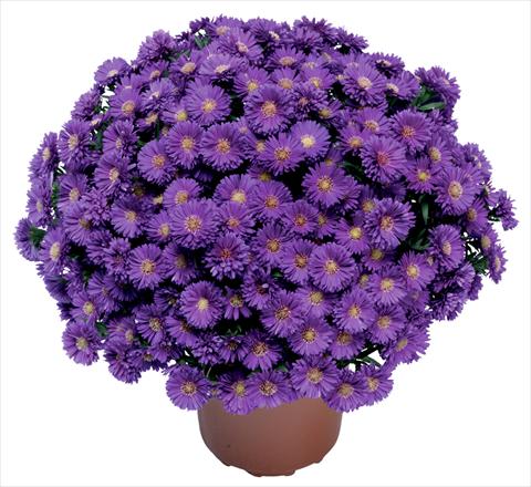 Foto de variedad de flores para ser usadas como: Flor cortada Aster novi belgii Magic Blu