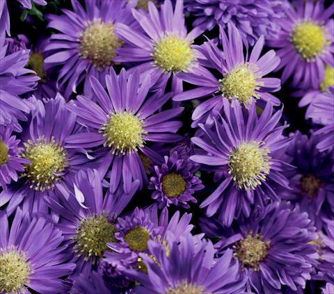 Foto de variedad de flores para ser usadas como: Flor cortada Aster novi belgii Magic Blue Imp
