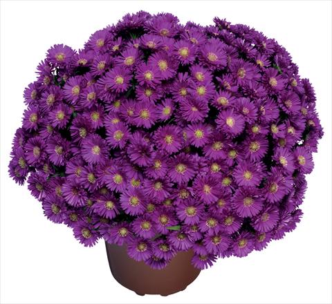 Foto de variedad de flores para ser usadas como: Flor cortada Aster novi belgii Magic Purple