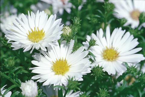 Foto de variedad de flores para ser usadas como: Flor cortada Aster novi belgii Magic White