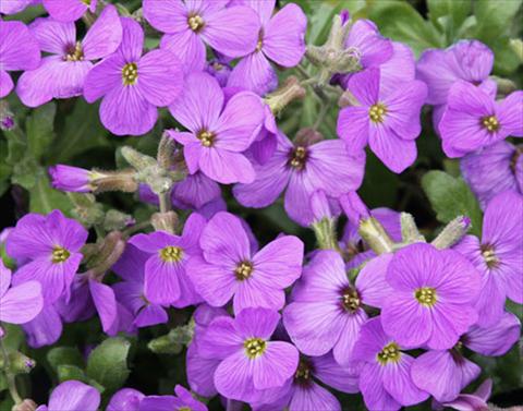 Foto de variedad de flores para ser usadas como: Planta de temporada / borde del macizo Aubrieta Audrey F1 Light Blue