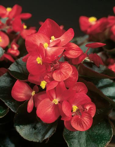 Foto de variedad de flores para ser usadas como: Maceta y planta de temporada Begonia semperflorens Eureka F1 Bronze Scarlet