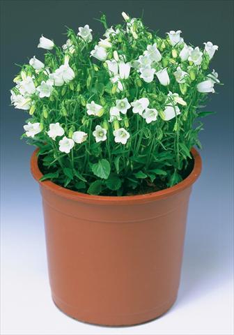 Foto de variedad de flores para ser usadas como: Planta de temporada / borde del macizo Campanula cochleariifolia Swinging Bells White