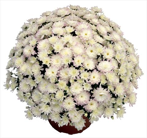 Foto de variedad de flores para ser usadas como: Maceta y planta de temporada Chrysanthemum Jacqueline Pearl