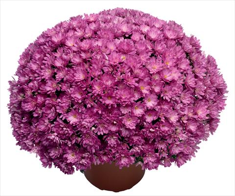 Foto de variedad de flores para ser usadas como: Maceta y planta de temporada Chrysanthemum Jacqueline Pink