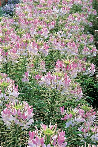 Foto de variedad de flores para ser usadas como: Maceta o Tarrina de colgar Cleome hassleriana Sparkler F1 Blush
