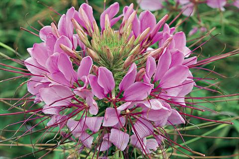 Foto de variedad de flores para ser usadas como: Maceta o Tarrina de colgar Cleome hassleriana Sparkler F1 Lavender