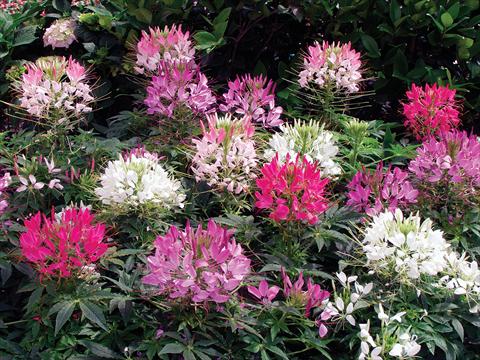 Foto de variedad de flores para ser usadas como: Maceta o Tarrina de colgar Cleome hassleriana Sparkler F1 Mix