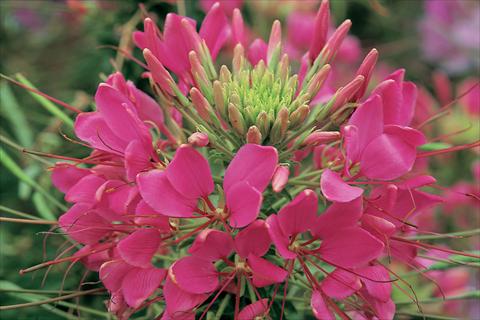 Foto de variedad de flores para ser usadas como: Maceta o Tarrina de colgar Cleome hassleriana Sparkler F1 Rose