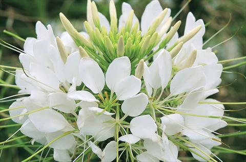 Foto de variedad de flores para ser usadas como: Maceta o Tarrina de colgar Cleome hassleriana Sparkler F1 White