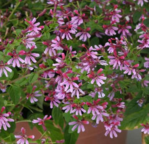 Foto de variedad de flores para ser usadas como: Maceta Cuphea ilavea Euphoric Pink