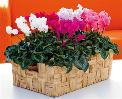 Foto de variedad de flores para ser usadas como: Tarrina de colgar / Maceta Cyclamen persicum Friller™ F1 Mix
