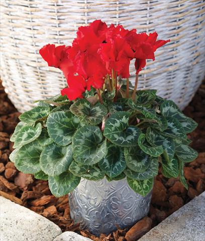 Foto de variedad de flores para ser usadas como: Tarrina de colgar / Maceta Cyclamen persicum Friller™ F1 Scarlet