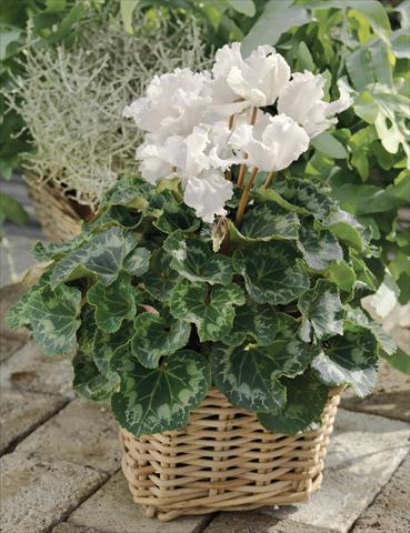 Foto de variedad de flores para ser usadas como: Tarrina de colgar / Maceta Cyclamen persicum Friller™ F1 White
