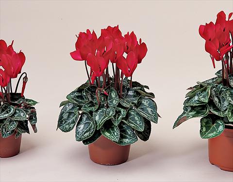 Foto de variedad de flores para ser usadas como: Tarrina de colgar / Maceta Cyclamen persicum Midori Bright Scarlet