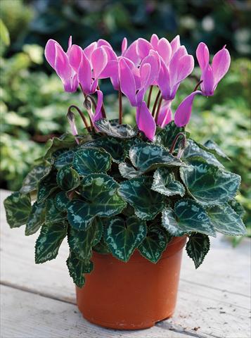 Foto de variedad de flores para ser usadas como: Tarrina de colgar / Maceta Cyclamen persicum Midori F1 Purple Flame