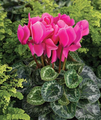 Foto de variedad de flores para ser usadas como: Tarrina de colgar / Maceta Cyclamen persicum Rainier F1 Pink