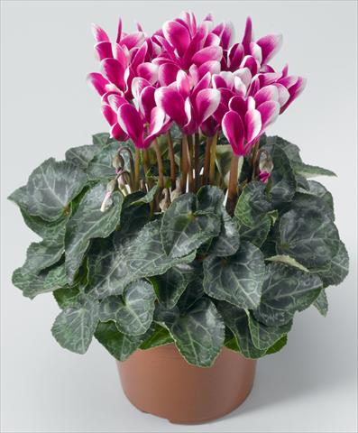 Foto de variedad de flores para ser usadas como: Tarrina de colgar / Maceta Cyclamen persicum mini Snowridge F1 Mini Purple