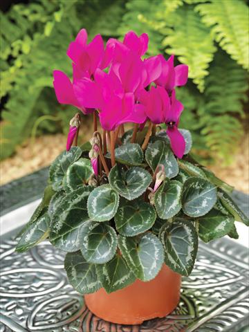 Foto de variedad de flores para ser usadas como: Tarrina de colgar / Maceta Cyclamen persicum mini Winfall™ F1 Purple