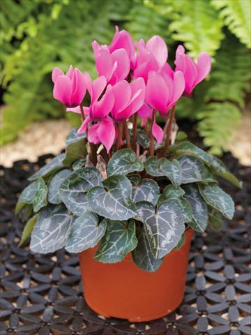 Foto de variedad de flores para ser usadas como: Tarrina de colgar / Maceta Cyclamen persicum mini Winfall™ F1 Rose