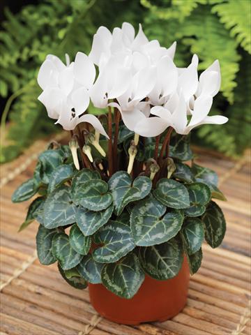 Foto de variedad de flores para ser usadas como: Tarrina de colgar / Maceta Cyclamen persicum mini Winfall™ F1 White