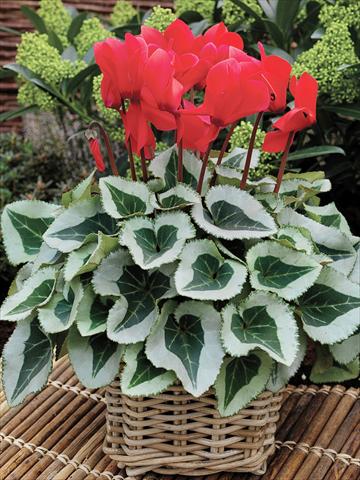 Foto de variedad de flores para ser usadas como: Tarrina de colgar / Maceta Cyclamen persicum Winter Ice F1 Scarlet