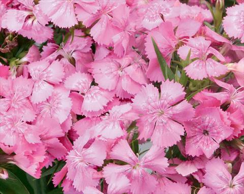 Foto de variedad de flores para ser usadas como: Maceta y planta de temporada Dianthus barbatus Diabunda® F1 Pink Pearl