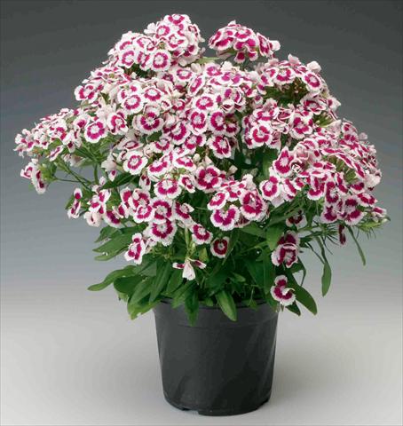 Foto de variedad de flores para ser usadas como: Maceta y planta de temporada Dianthus barbatus Diabunda® F1 Purple Picotee