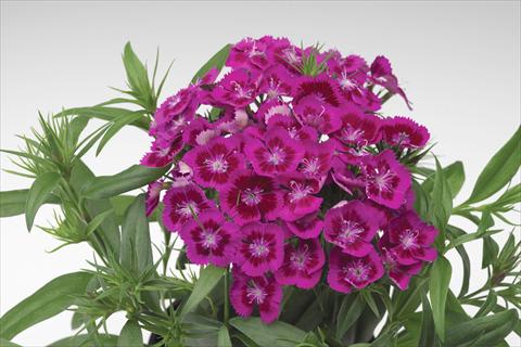 Foto de variedad de flores para ser usadas como: Maceta y planta de temporada Dianthus barbatus Diabunda® F1 Purple