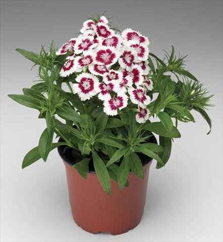 Foto de variedad de flores para ser usadas como: Maceta y planta de temporada Dianthus barbatus Diabunda® F1 Red Picotee
