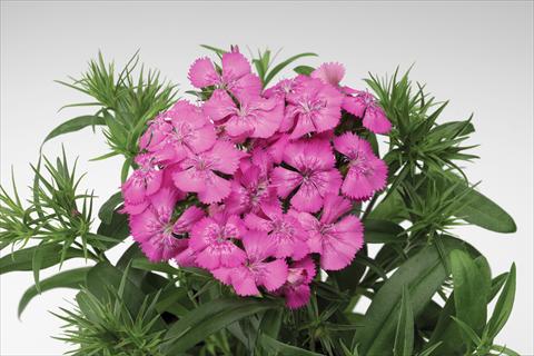 Foto de variedad de flores para ser usadas como: Maceta y planta de temporada Dianthus barbatus Diabunda® F1 Rose