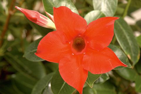 Foto de variedad de flores para ser usadas como: Patio, Maceta Dipladenia (Mandevilla) Rio Deep Red