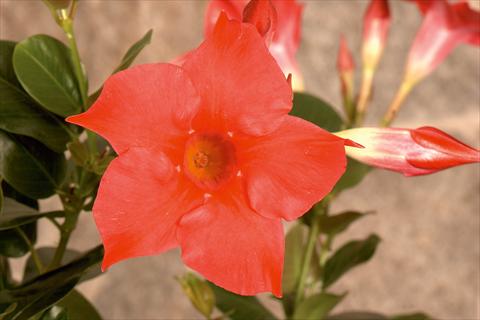 Foto de variedad de flores para ser usadas como: Patio, Maceta Dipladenia (Mandevilla) Rio® Hot Pink