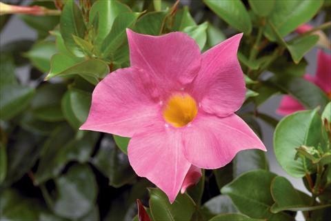 Foto de variedad de flores para ser usadas como: Patio, Maceta Dipladenia (Mandevilla) Rio® Pink
