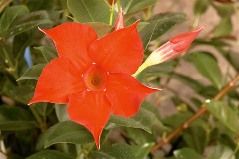Foto de variedad de flores para ser usadas como: Patio, Maceta Dipladenia (Mandevilla) Rio Red