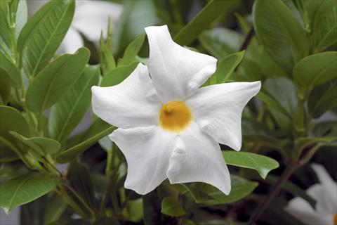 Foto de variedad de flores para ser usadas como: Patio, Maceta Dipladenia (Mandevilla) Rio White
