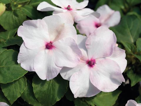 Foto de variedad de flores para ser usadas como: Maceta y planta de temporada Impatiens walleriana Accent Premium F1 Bright Eye