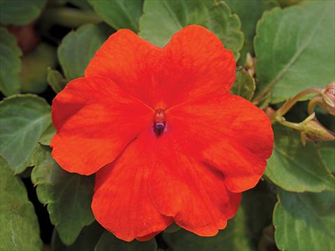Foto de variedad de flores para ser usadas como: Maceta y planta de temporada Impatiens walleriana Accent Premium F1 Deep Orange