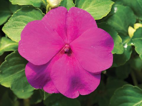 Foto de variedad de flores para ser usadas como: Maceta y planta de temporada Impatiens walleriana Accent Premium F1 Lilac