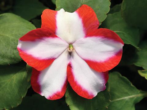 Foto de variedad de flores para ser usadas como: Maceta y planta de temporada Impatiens walleriana Accent Premium F1 Orange Star