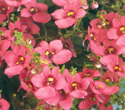 Foto de variedad de flores para ser usadas como: Tarrina de colgar / Maceta Diascia barberae Genta Antique Red