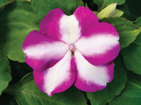 Foto de variedad de flores para ser usadas como: Maceta y planta de temporada Impatiens walleriana Accent Premium F1 Violet Star