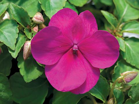 Foto de variedad de flores para ser usadas como: Maceta y planta de temporada Impatiens walleriana Accent Premium F1 Violet