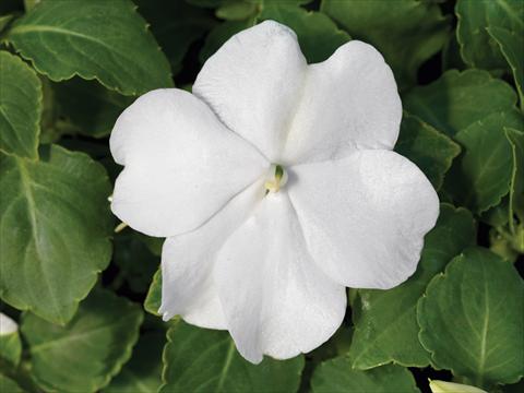 Foto de variedad de flores para ser usadas como: Maceta y planta de temporada Impatiens walleriana Accent Premium F1 White